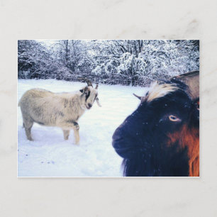 Goat Power Postcard