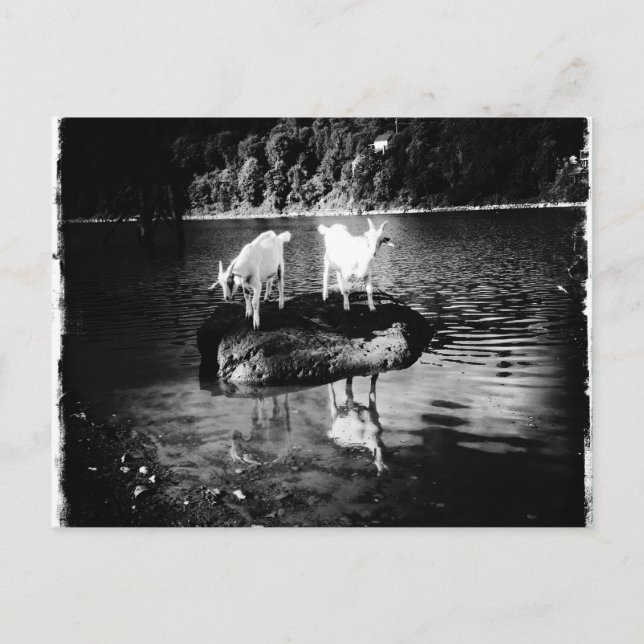 Goat Power Postcard (Front)