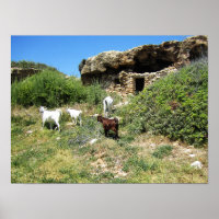Goat Retreat