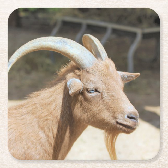 Goat Square Paper Coaster (Front)