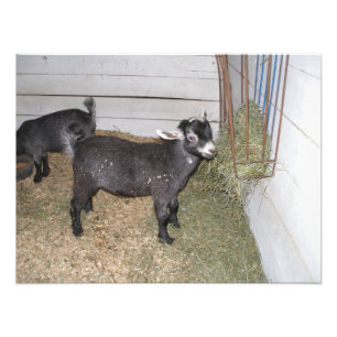 Goat Standing at Hay Feeder at a County Fair Photo Print