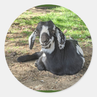 Goat Stickers set of 6