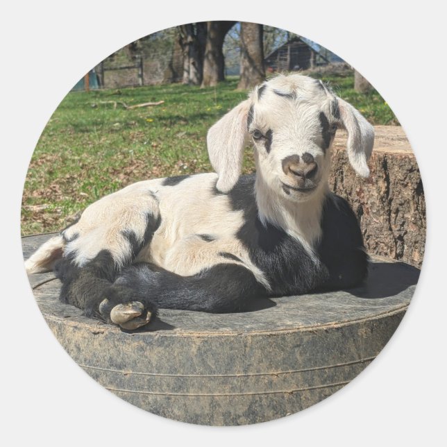 Goat Stickers set of 6 (Front)