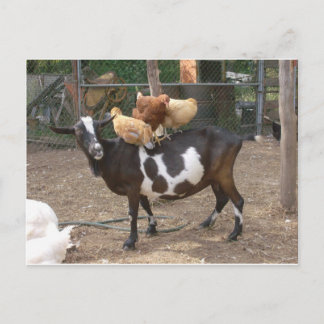 Goat taxi postcard