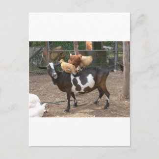 Goat taxi postcard