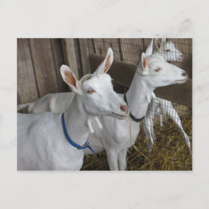 Goat Trio Postcard