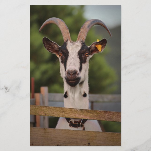 Goat with Horns Standing up against Fence Stationery (Front)