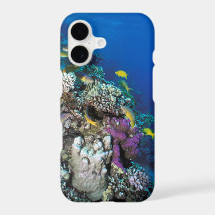 Goatfish Swarm Around Small Coral
