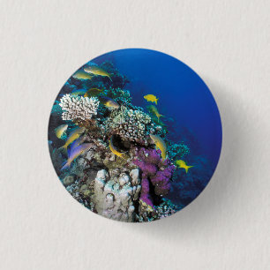 Goatfish Swarm Around Small Coral 3 Cm Round Badge