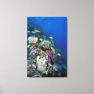 Goatfish Swarm Around Small Coral Canvas Print