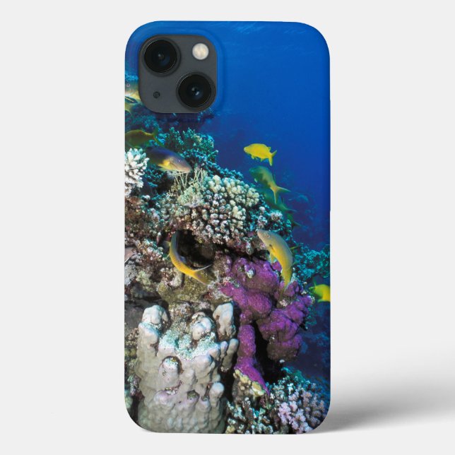 Goatfish Swarm Around Small Coral Case-Mate iPhone Case (Back)