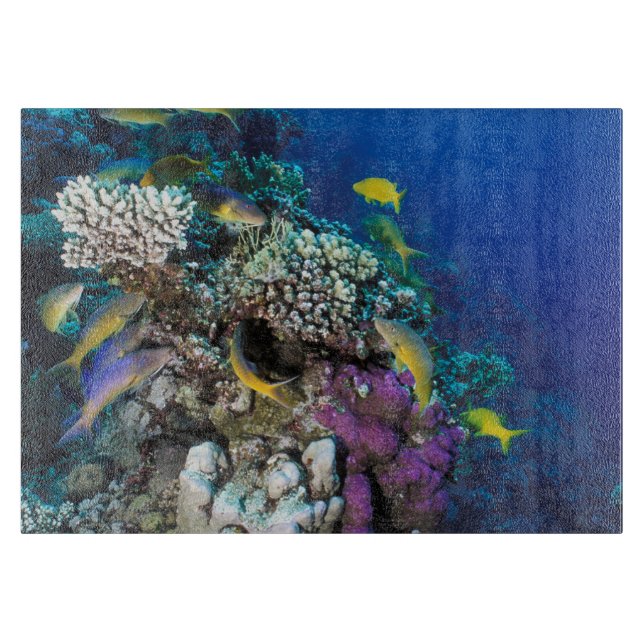 Goatfish Swarm Around Small Coral Cutting Board (Front)