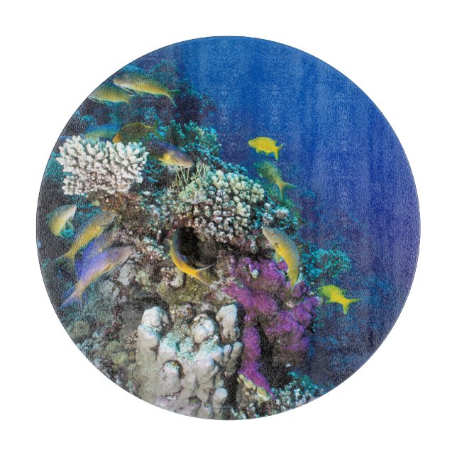 Goatfish Swarm Around Small Coral Cutting Board (Front)