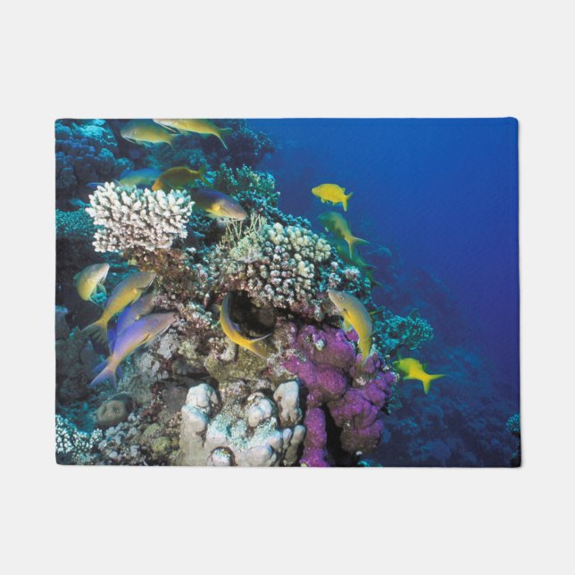 Goatfish Swarm Around Small Coral Doormat (Front)