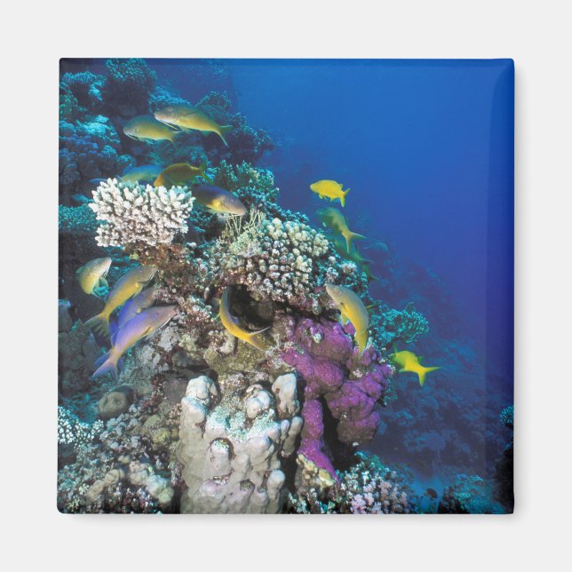 Goatfish Swarm Around Small Coral Magnet (Front)