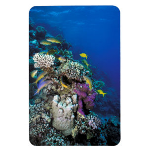 Goatfish Swarm Around Small Coral Magnet