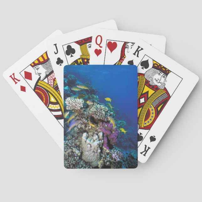 Goatfish Swarm Around Small Coral Playing Cards (Back)