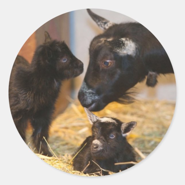 Goaties Classic Round Sticker (Front)