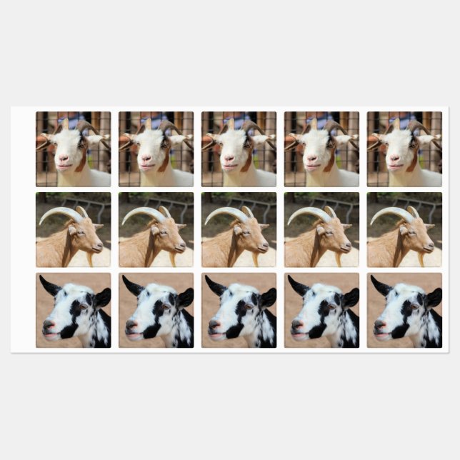 Goats (Sheet)