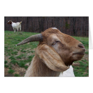 Goats