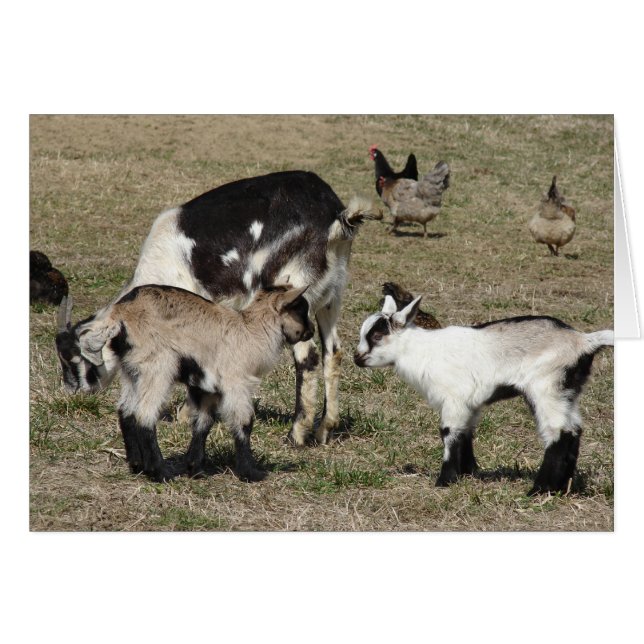 Goats and Chickens (Front Horizontal)