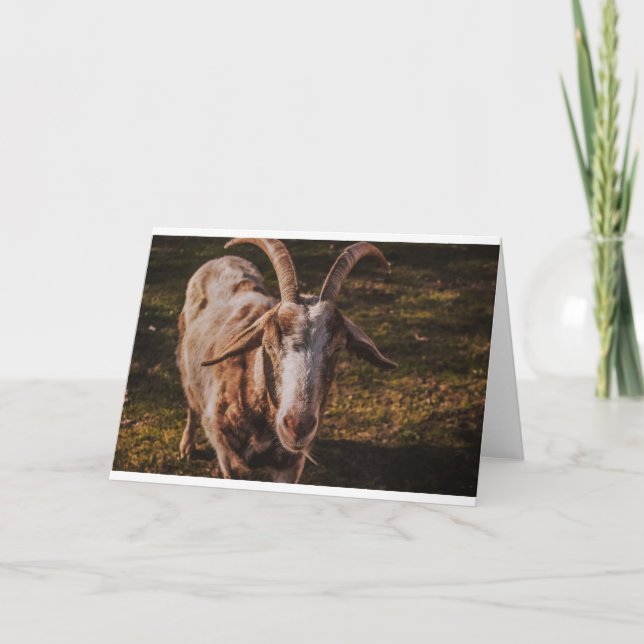 Goats and Goats and Goats (84) Card (Front)
