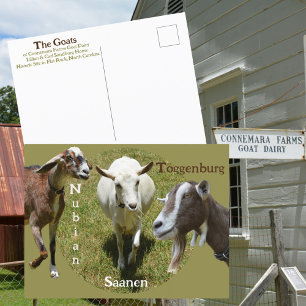 Goats Breed Nubian Saasen Toggenburg Photographic Postcard