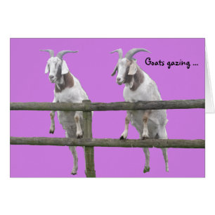 Goats Gazing over the fence on purple