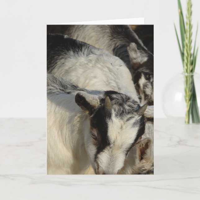 Goats, Goats, and More Goats Card (Front)