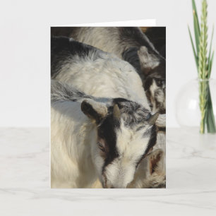 Goats, Goats, and More Goats Card
