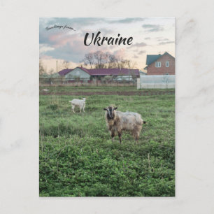 Goats in  Kropyvnyk Ukraine Postcard