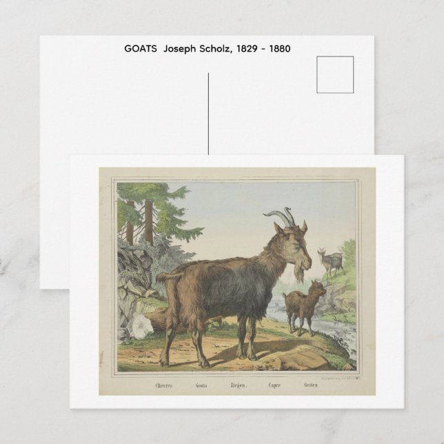 GOATS  Joseph Scholz, 1829 - 1880   Postcard (Front/Back)