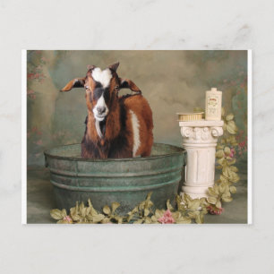 Goats need baths too postcard