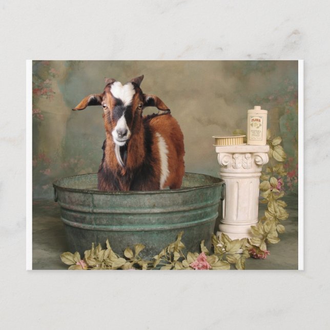 Goats need baths too postcard (Front)
