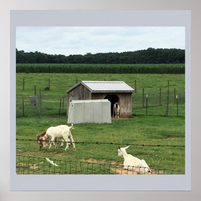 Goats on a Farm Poster (Front)