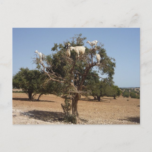 Goats on a tree Morocco Postcard (Front)