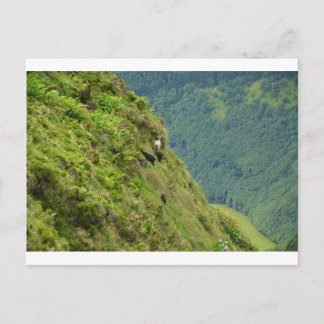 Goats on a very steep hillside postcard
