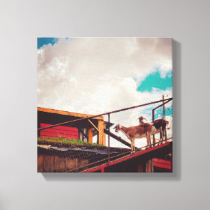 goats on the roof canvas print