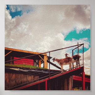 goats on the roof poster