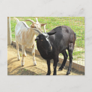 Goats Postcard