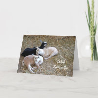 Goats Sleeping Hay Sympathy