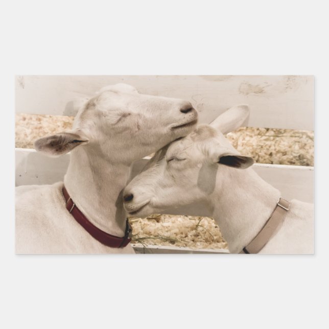 Goats Snuggling Rectangular Sticker (Front)