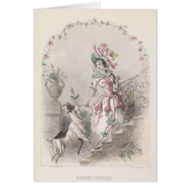 Goats Weed Flower (Front)