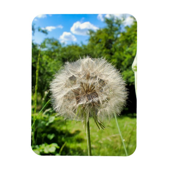 Goatsbeard Wildflower Magnet (Vertical)