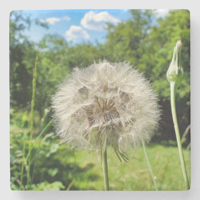 Goatsbeard Wildflower Stone Coaster (Front)