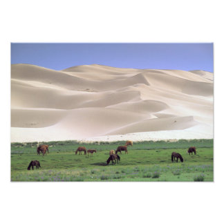 Gobi Desert | Wild Horses Photo Print