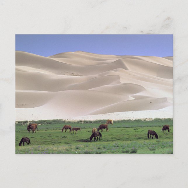 Gobi Desert | Wild Horses Postcard (Front)