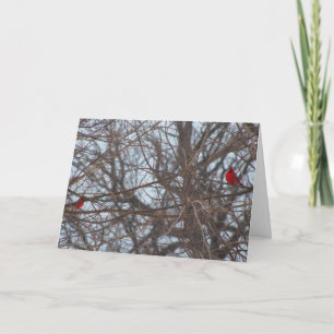 God Created Beauty, Cardinals Card