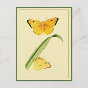 Godart's Colias Butterfly Postcard