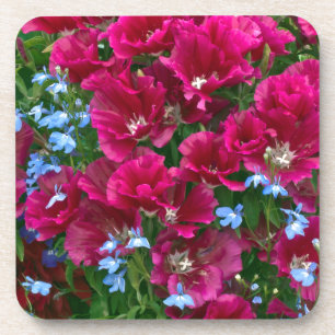 Godetia And Lobelia Coasters